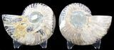 Sliced Fossil Ammonite Pair - Agatized #39590-1